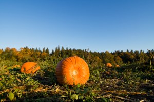A shot of pumpkins on the ground at the farm